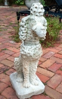 French Poodle